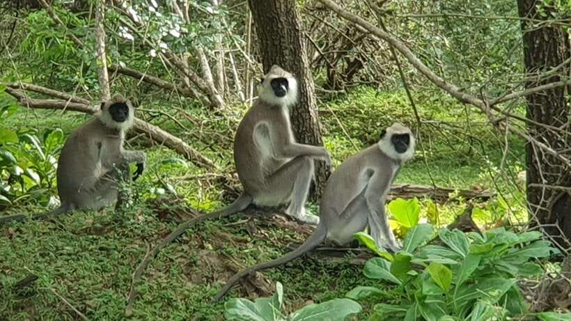 Yala National Park: Morning or Afternoon Safari ( 5 h ) - Photography from a safari jeep: what to expect