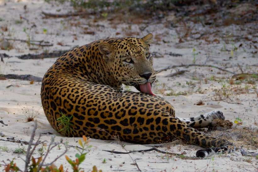 Yala National Park: Morning or Afternoon Safari ( 5 h ) - Timing choice: morning or afternoon affects your day mood