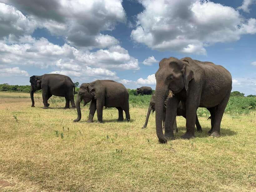 Yala National Park: Morning or Afternoon Safari Tour (5 h) - Key things I’d focus on before you go