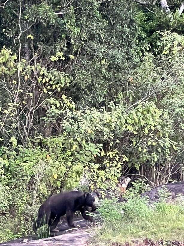Yala National Park: Morning or Afternoon Safari Tour (5 h) - Kotapola Pickup to Yala: The parts that shape your whole safari