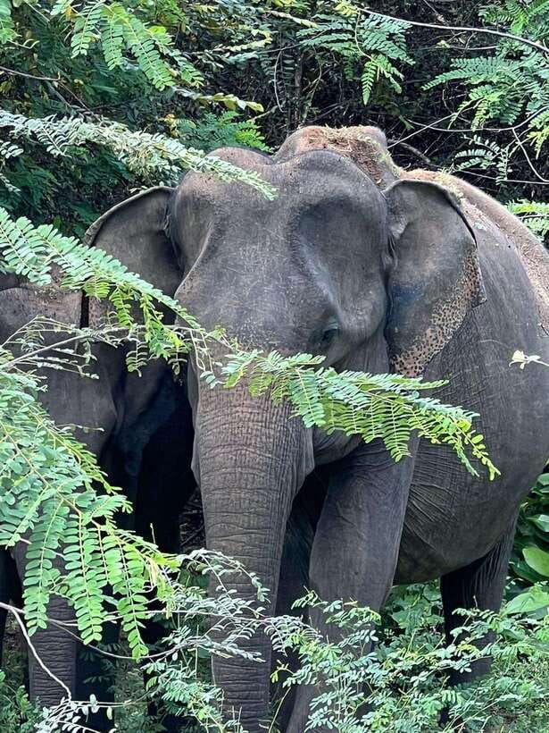 Yala National Park: Morning or Afternoon Safari Tour (5 h) - Wildlife odds that feel real: leopards, elephants, bears, and crocodiles