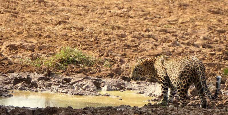 Yala National Park: Morning or Afternoon Safari Tour (5 h) - The 4x4 safari jeep and small group size: comfort meets fewer crowds