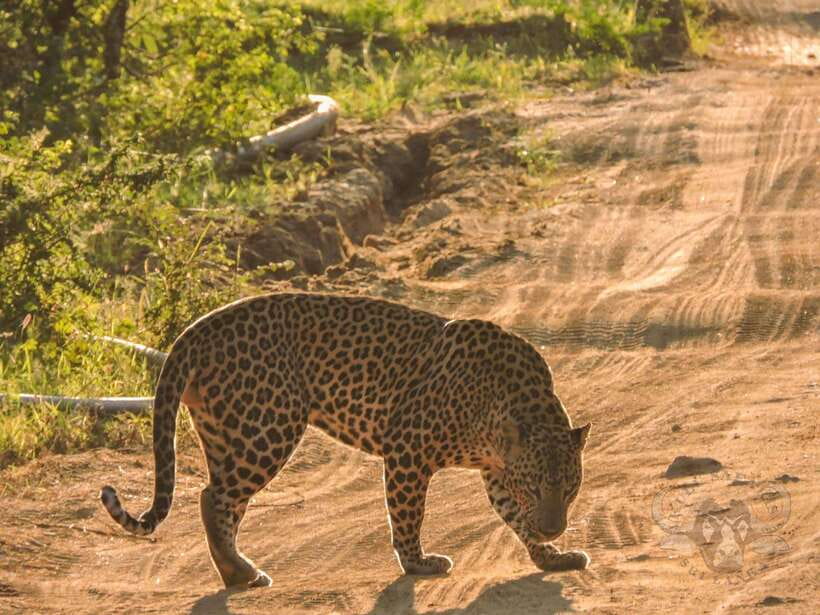 Yala National Park: Morning or Afternoon Safari Tour (5 h) - Inside Yala for about four hours: what that guided time is for