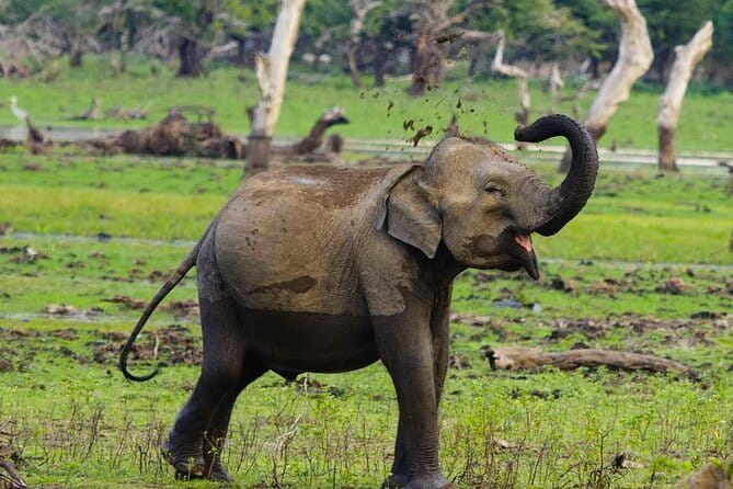 Yala National Park Private Jeep Safari From Colombo & Negombo - The Colombo–Yala ride: long, scenic, and built into the day