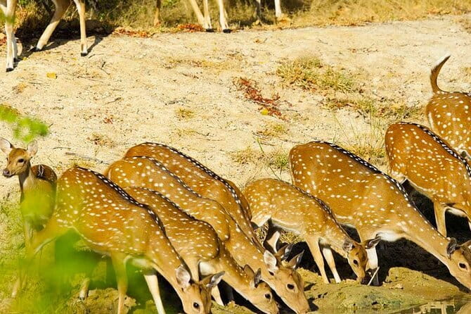Yala National Park Private Jeep Safari From Colombo & Negombo - Yala National Park safari time: what you’re actually hunting for