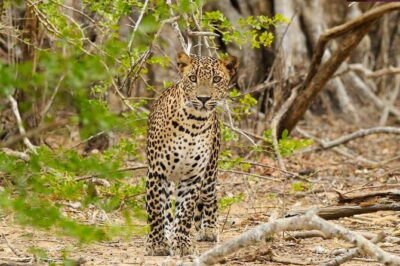Yala National Park Private Jeep Safari From Colombo & Negombo - Tissamaharama meal stop: where the tour gets you ready for real jeep time