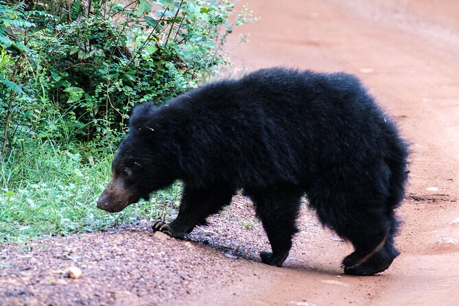 Yala National Park Private Safari - Yala’s meet-up times: why 5:30 am and 2:30 pm matter