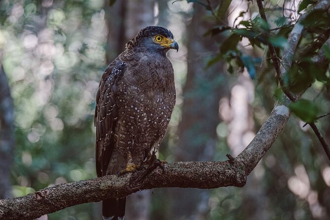 Yala National Park Private Safari - Beyond leopards: elephants, crocodiles, birds, and the full wildlife mix