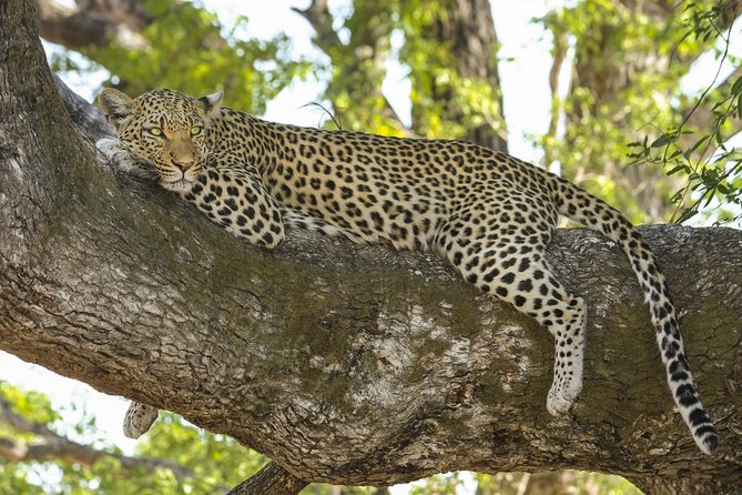 Yala National Park Private Safari - Half-day vs full-day: managing your odds without burning your whole schedule