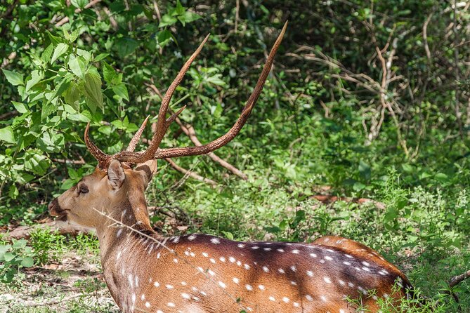 Yala National Park Private Safari - How the drive feels in real life: pacing, waiting, and wildlife patience