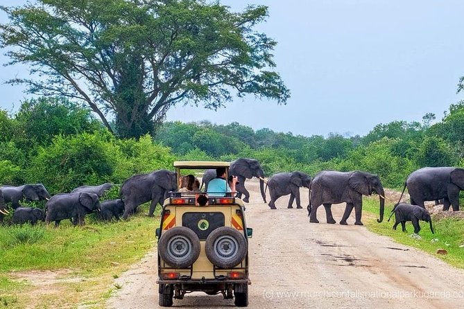 Yala National Park Private Safari (All Inclusive) From Mirissa - How the 4:00 am timing really changes your Yala safari