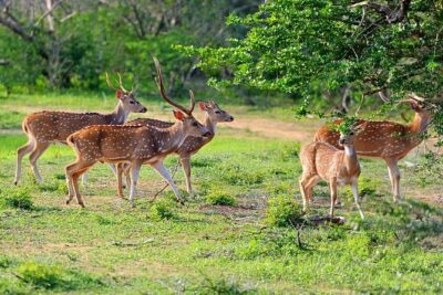 Yala National Park Private Safari (All Inclusive) From Mirissa - AC pickup from Mirissa, Weligama, or Galle: comfort that pays off