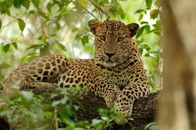 Yala National Park Private Safari (All Inclusive) From Mirissa - How the Jeep + guide setup affects your chances