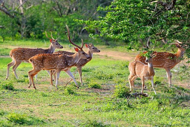Yala National Park Private Safari (All Inclusive) From Mirissa - AC pickup from Mirissa, Weligama, or Galle: comfort that pays off