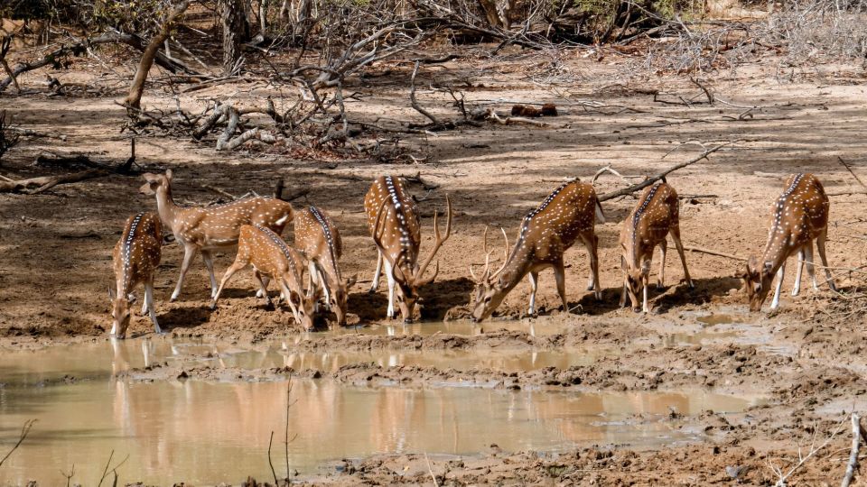 Yala National Park: Private Safari Day Trip with Lunch - Driver-guide and private group: the small things that add up