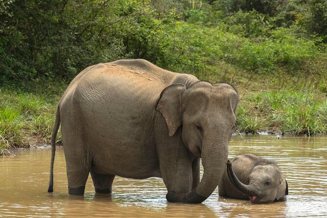Yala National Park Private Safari Tour - Key Highlights That Make This Safari Worth Your Time