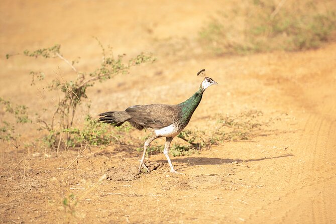 Yala National Park Private Safari Tour - Why Yala National Park Feels Different (Even If You’ve Done Other Safaris)