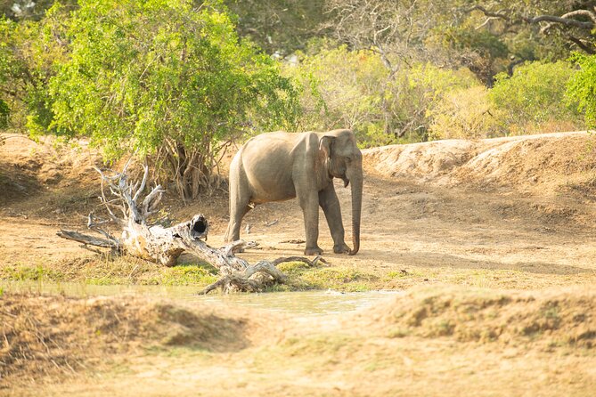 Yala National Park Private Safari Tour - What’s Included on the Day: Comfort, Language, and Practical Perks