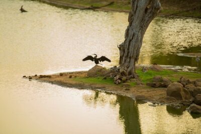 Yala National Park Private Safari Tour - Entering Yala by Off-Road 4x4: What the Safari Stop Actually Means