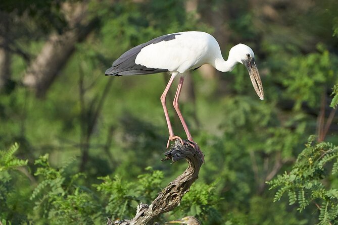 Yala National Park Private Safari Tour - Who This Safari Fits Best (and Who Might Want a Different Option)