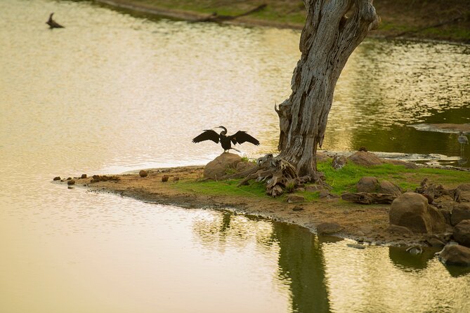 Yala National Park Private Safari Tour - Entering Yala by Off-Road 4x4: What the Safari Stop Actually Means