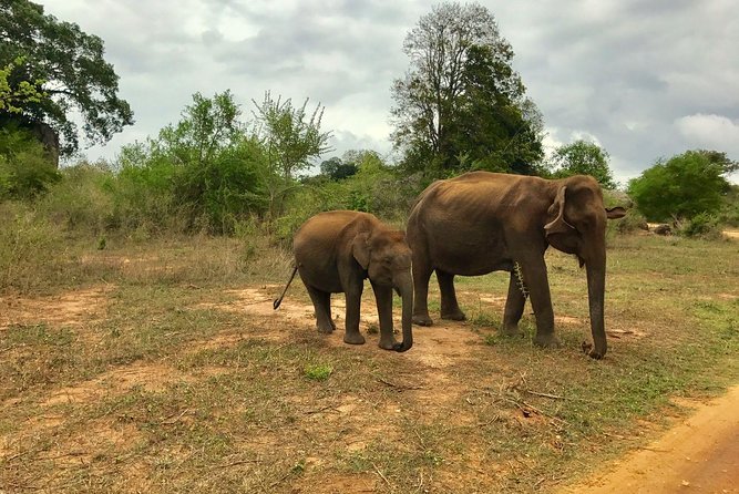 Yala National Park Private Safari trip from Galle/Unawatuna/Mirissa - Why This Yala Trip Works So Well From Galle