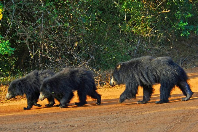 Yala National Park Private Safari trip from Galle/Unawatuna/Mirissa - Private Safari Jeep Comfort: Flexibility Without Chaos