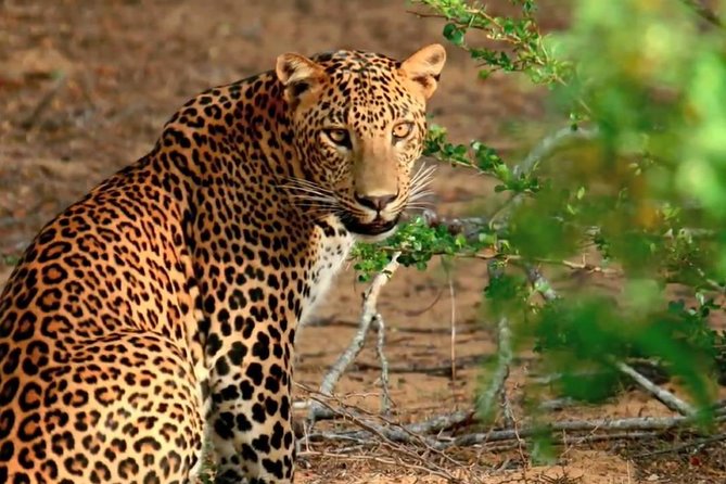 Yala National Park Private Safari trip from Galle/Unawatuna/Mirissa - The Value Question: Is $200 Worth It for Yala From Galle?