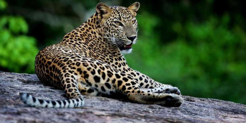 Yala National Park: Safari Experience at Dawn or Dusk - Key Points to Know Before You Go