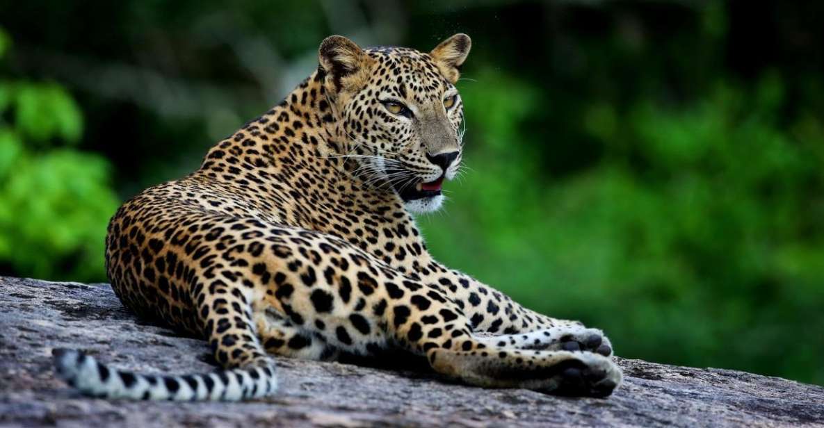 Yala National Park: Safari Experience at Dawn or Dusk - Tips to Get More From Your Dawn or Dusk Ride