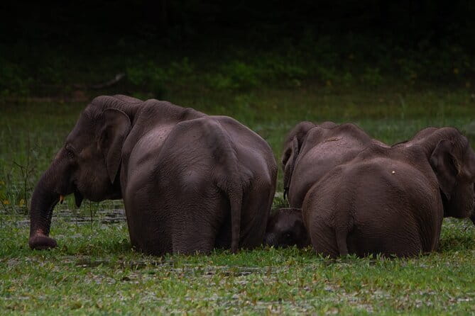 Yala National Park Safari from Hambantota port (Shore Excursion) - Timing on a 5 to 6 hour day: how to protect your safari window