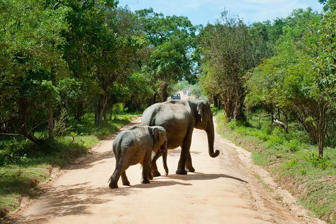 Yala National Park Safari from Hambantota port (Shore Excursion) - Yala National Park: what you’re actually looking for in those 5 hours