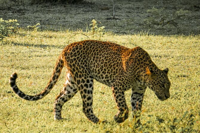 Yala National Park Safari from Hambantota Seaport - Yala National Park From Hambantota: Why This Setup Works