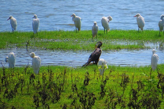 Yala National Park Safari from Hambantota Seaport - Price and Ticket Options: Is $80 Good Value?