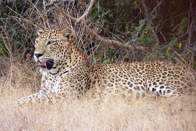 Yala National Park Safari from Hambantota Seaport - What You Can See in Yala (and How the Park’s Ecology Affects Sightings)