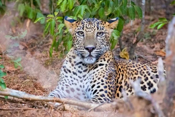 Yala National Park Safari from Weligama - Key Highlights You’ll Actually Feel During the Day
