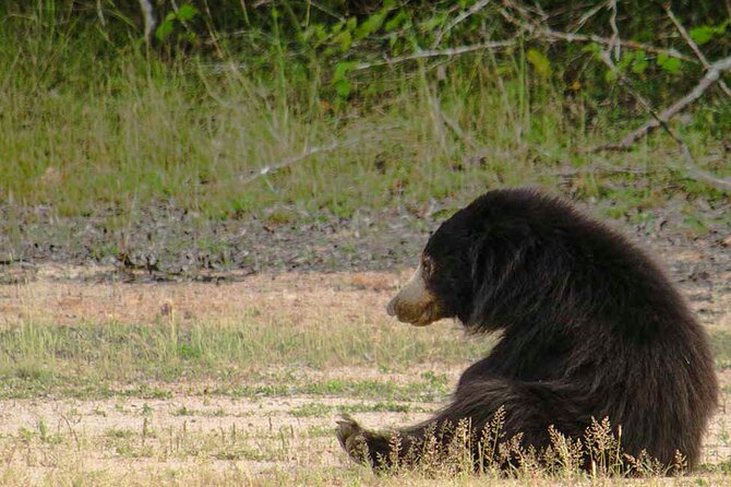 Yala National Park Safari from Weligama - 11:00 am Pickup From Weligama, Then Straight Into Yala Mode