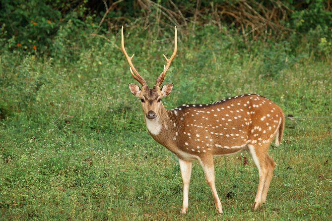 Yala National Park Safari from Weligama - 2:30 pm to About 5:30 pm: The 3-Hour Private Jeep Safari