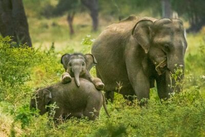 Yala National Park Safari from Weligama - Lunch at 1:30 pm: Good to Know It’s On Your Own