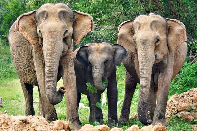 Yala National Park Safari from Weligama - Getting Back to Weligama: Finish the Day Without Stress