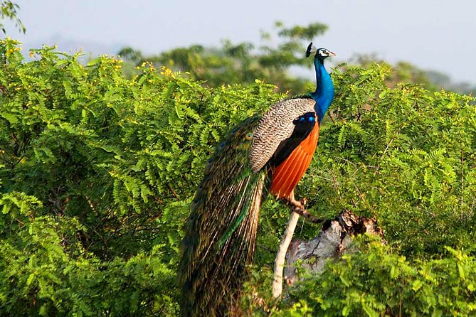 Yala National Park Safari from Weligama - What’s Included vs Not Included: The Real Value at $124