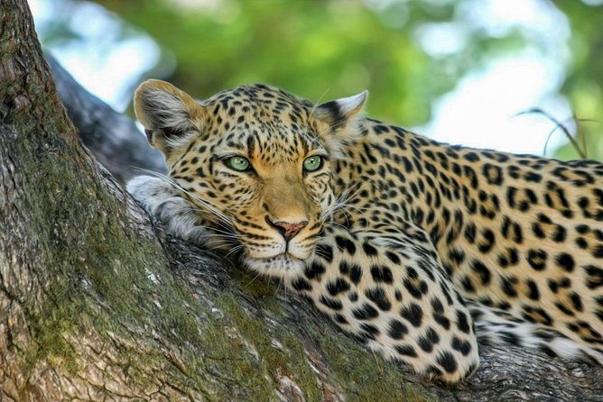 Yala National Park Safari from Weligama - Private Means Focused: Who This Safari Fits Best