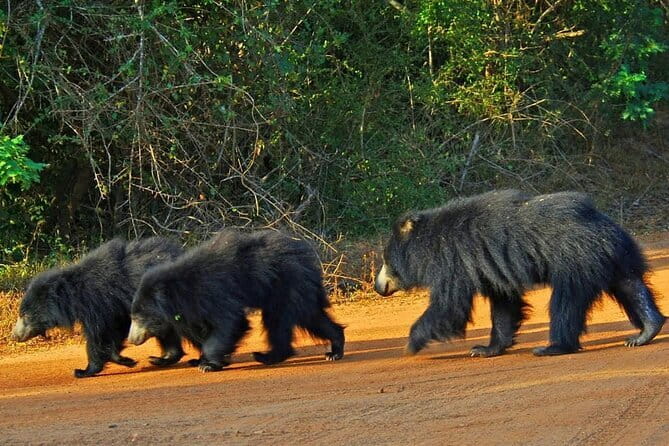Yala National Park Safari - Half day and Full day - Why this Yala safari feels practical (and good value at $20)