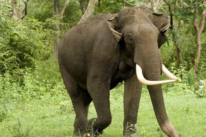 Yala National Park Safari - Half day and Full day - Half-day safari: the sweet spot for seeing real wildlife