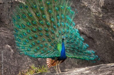 Yala National Park Safari - Half day and Full day - Getting to Yala: pickup zones matter more than you think
