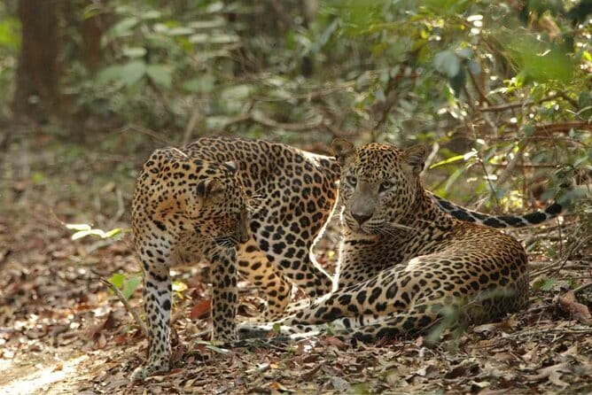 Yala National Park Safari - Half day and Full day - Inside the park: what you’re actually aiming to see