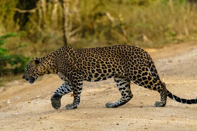 Yala National Park Safari - Half day and Full day - Stop-by-stop routing: Yala plus the nearby towns loop
