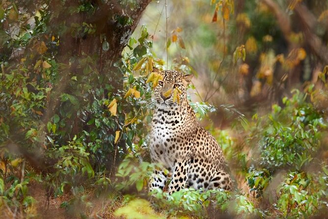 Yala National Park Safari | Jeep with Tickets - Key reasons this Yala jeep safari is worth your time