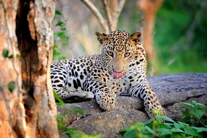 Yala National Park Safari | Jeep with Tickets - Yala National Park: where lagoons and dunes turn spotting into a sport