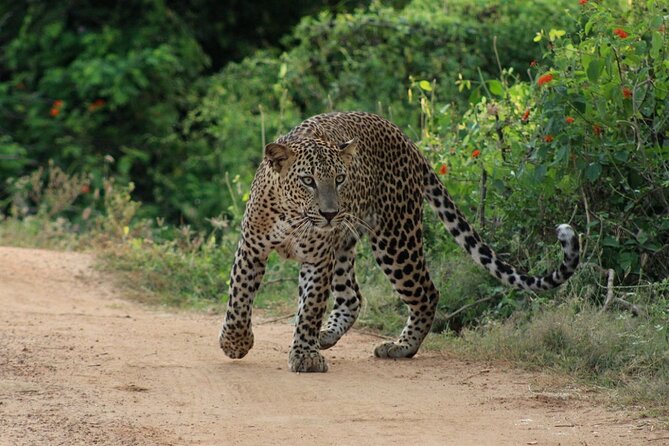 Yala National Park Safari | Jeep with Tickets - Inside the park: what to expect on your safari ride